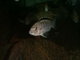 Image de Labidochromis caereleus n kali  sm
