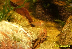 Image de Caridina cf cantonensis  Tiger red