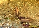 Image de Caridina sulawesi (Rote Rückenlinien)