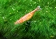 Image de Neocaridina  heteropoda sp red cherry