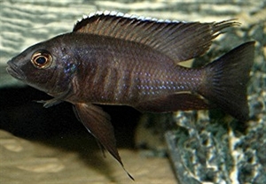 Image de Copadichromis melas  mara point