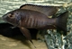 Image de Copadichromis melas  mara point