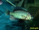 Image de Neochromis omnicaeruleus