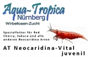 Image de AT Neocaridina-VITAL juvenil / diam. 0,8 - 1,0 mm