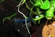 Image de Caridina cf cantonensis  deep Blue Tiger golden eye