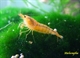 Image de Caridina cantonensis sp snow white golden