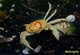 Image de Holhuisana sp. 1  Fire  crabe