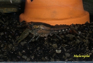 Image de Cambarellus texanus (cpl)
