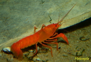 Image de Cherax "irianto"sp red