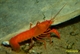 Image de Cherax "irianto"sp red