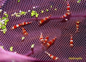 Image de Caridina cantonensis  red crystal grade A