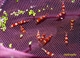 Image de Caridina cantonensis  red crystal grade A
