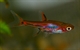Image de Microrasbora brigitae