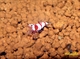 Image de Caridina cantonensis  red crystal  grade S+