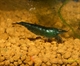 Image de Caridina sp Hong kong blue