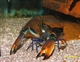 Image de Cherax "irianto" blue