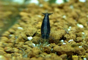 Image de Neocaridina heteropoda blue black  "fire"