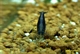 Image de Neocaridina heteropoda blue black  "fire"
