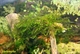Image de Vesicularia Dubyana (Mousse de java )