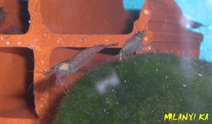 Image de Caradina japonica