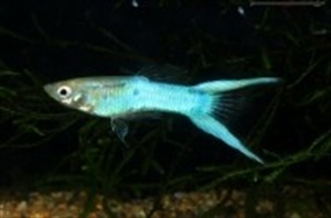 Image de Poecilia reticulata  japan blue scissor  (cpl)