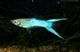 Image de Poecilia reticulata  japan blue scissor  (cpl)