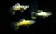 Image de Poecillia gold black endler  (cpl)