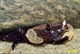Image de Syntripsa flavichela 