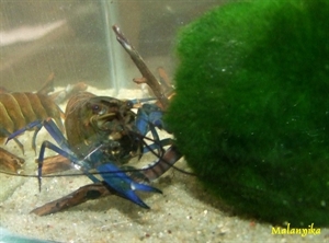 Image de Cherax ajamaru