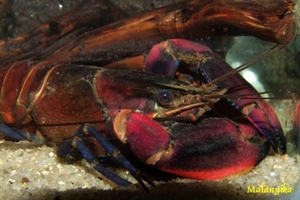 Image de Cherax "irianto" grape