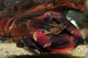 Image de Cherax "irianto" grape