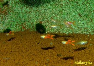 Image de Poecillia bloody endlers (cpl)
