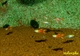 Image de Poecillia bloody endlers (cpl)