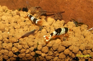 Image de Caridina cantonensis black crystal grade A