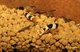 Image de Caridina cantonensis black crystal grade A