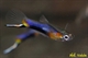 Image de Poecillia wingei campoma 2011 blue star  cpl
