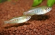 Image de Danio choprae