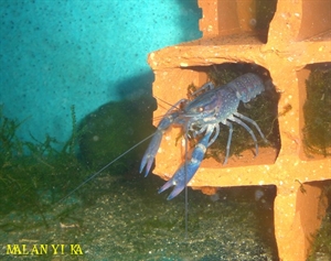 Image de Cherax quadricarinatus  sp blue