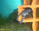 Image de Cherax quadricarinatus  sp blue