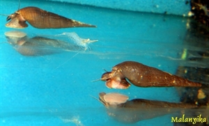 Image de Stenomelania  long nose snail