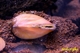 Image de Cristaria discoidea