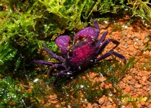 Image de Geosesarma sp crabe vampire violet