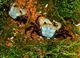 Image de Thaksinthelphusa sp  "white arms"