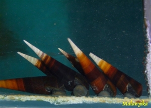 Image de Faunus sp