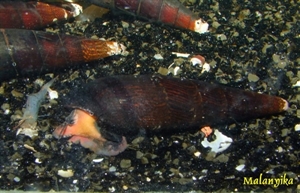 Image de Faunus sp bicolor
