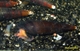 Image de Faunus sp bicolor