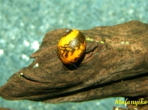 Image de Neritina sp Batik snail 