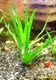Image de Euriocolon cinerum