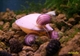 Image de Ampullaire  rosa