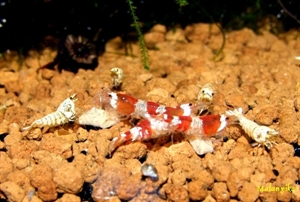 Image de Caridina cantonensis  red crystal  